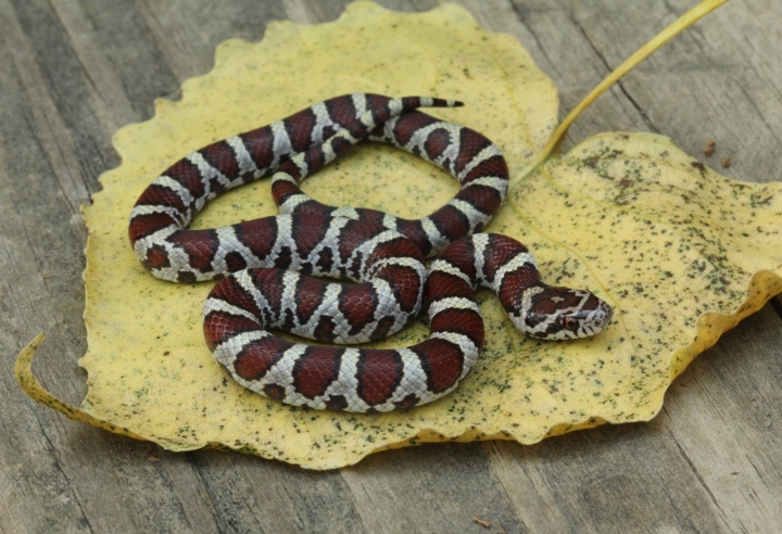 Eastern Milk Snake